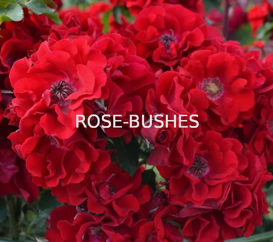 ����� ������. Roter Korsar. (����.����)